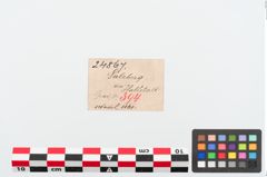 Etikett zu Bronzemehrkopfnadel (NHMW-PRAE-024867)